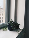 Ivy plant in a pot on windowsill