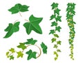 Ivy plant set for nature design Royalty Free Stock Photo