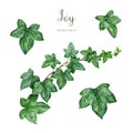 Ivy plant set watercolor illustration. Hand drawn close up green fresh hedera helix herb elements. Evergreen garden