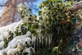 Evergreen ivy plant wet frosted with icicles.