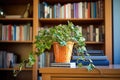 an ivy plant trailing from a bookcase in a home office