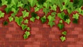 Ivy plant vector green background, climbing vine leaf, red brick wall backdrop house stone texture.