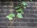 ivy plant and wall background Royalty Free Stock Photo