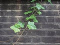 ivy plant and wall background Royalty Free Stock Photo