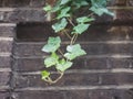 ivy plant and wall background Royalty Free Stock Photo