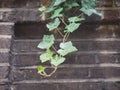 ivy plant and wall background Royalty Free Stock Photo