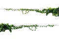 Ivy plant with wire electric isolate on white