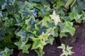 Ivy plants, leaves of different shades of green, heart shape, texture, background garden Royalty Free Stock Photo