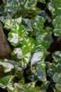 Ivy plants, leaves of different shades of green, heart shape, texture, background garden Royalty Free Stock Photo