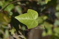 Ivy Plattensee Royalty Free Stock Photo