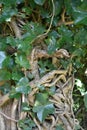 Invading ivy engulfing a tree from the ground up, 3.