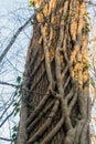 Ivy roots climbing upwards a tree trunk Royalty Free Stock Photo