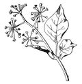 Ivy Spray has elliptic tapering leaves that are apparent after blooming, vintage engraving