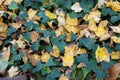 Ivy spreading over autumn forest ground