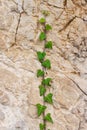 Ivy stem climbing up natural rock
