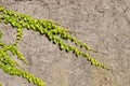 Ivy sticked on a wall