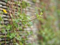 Ivy sticks on a raft background pattern rock wall background space for write Royalty Free Stock Photo