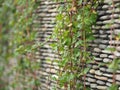 Ivy sticks on a raft pattern rock wall Royalty Free Stock Photo