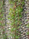 Ivy sticks on a raft pattern rock wall Royalty Free Stock Photo