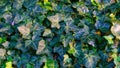 Ivy Texture Blank Background Royalty Free Stock Photo