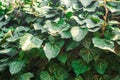 Ivy texture close-up, green wall. close up. background for design. Hedera helix - common ivy, English ivy, European ivy Royalty Free Stock Photo