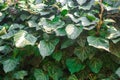 Ivy texture close-up, green wall. close up. background for design. Hedera helix - common ivy, English ivy, European ivy Royalty Free Stock Photo