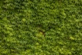 Ivy texture. Ivy hedge background. Ivyberry backdrop. Ivy Green wall. Green leaves background. Myrtle green background Royalty Free Stock Photo