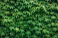 Ivy texture. Ivy hedge background. Ivyberry backdrop. Ivy Green wall. Green leaves background. Myrtle green background Royalty Free Stock Photo