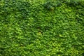Ivy texture. Ivy hedge background. Ivyberry backdrop. Ivy Green wall. Green leaves background. Myrtle green background Royalty Free Stock Photo