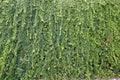 Ivy texture. Ivy hedge background. Ivyberry backdrop. Ivy wallpaper. Ivyberry backround image. Ivy wall. Royalty Free Stock Photo