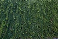 Ivy texture. Ivy hedge background. Ivyberry backdrop. Ivy wallpaper. Ivyberry backround image. Ivy wall. Royalty Free Stock Photo