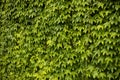 Ivy texture. Ivy hedge background. Ivyberry backdrop. Ivy Green wall. Green leaves background. Myrtle green background Royalty Free Stock Photo