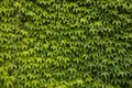 Ivy texture. Ivy hedge background. Ivyberry backdrop. Ivy Green wall. Green leaves background. Myrtle green background Royalty Free Stock Photo