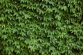 Ivy texture. Ivy hedge background. Ivyberry backdrop. Ivy Green wall. Green leaves background. Myrtle green background Royalty Free Stock Photo