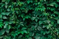 Ivy texture. Ivy hedge background. Ivyberry backdrop. Ivy wallpaper. Ivyberry backround image. Ivy wall. Green wall. Green plant Royalty Free Stock Photo