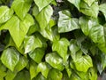 Ivy texture. A wall of fresh green leaves as a botanical background. Royalty Free Stock Photo