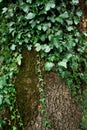 Ivy on the tree bark Royalty Free Stock Photo