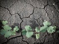 Ivy tree on dry and crack soil background