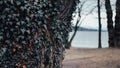 Ivy on a tree nearby a lake