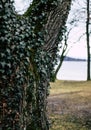 Ivy on a tree nearby a lake