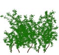 Ivy tree outline silhouette Royalty Free Stock Photo