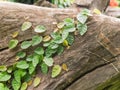 Ivy on Tree stumps in the park. Royalty Free Stock Photo
