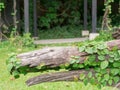 Ivy on Tree stumps in the park. Royalty Free Stock Photo