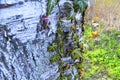 Ivy on a tree trunk