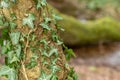 Ivy on a Tree Trunk