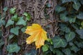Ivy on the tree trunk with yellow leaf in autumn. The fall concept. Royalty Free Stock Photo