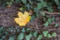 Ivy on the tree trunk with yellow leaf in autumn. The fall concept. Royalty Free Stock Photo