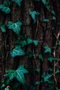 Green ivy on a tree close-up. Summer. Royalty Free Stock Photo