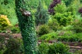 Ivy trees scenery. Tree trunk bark covering by foliage. vine growth on wood near bushes. landscaped magic place. green leaves