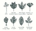 Ivy, Tulip poplar, White sassafras, Ginkgo biloba, Hawthorn, Box elder, American holly, Manitoba maple, leaves collection. Ink bla